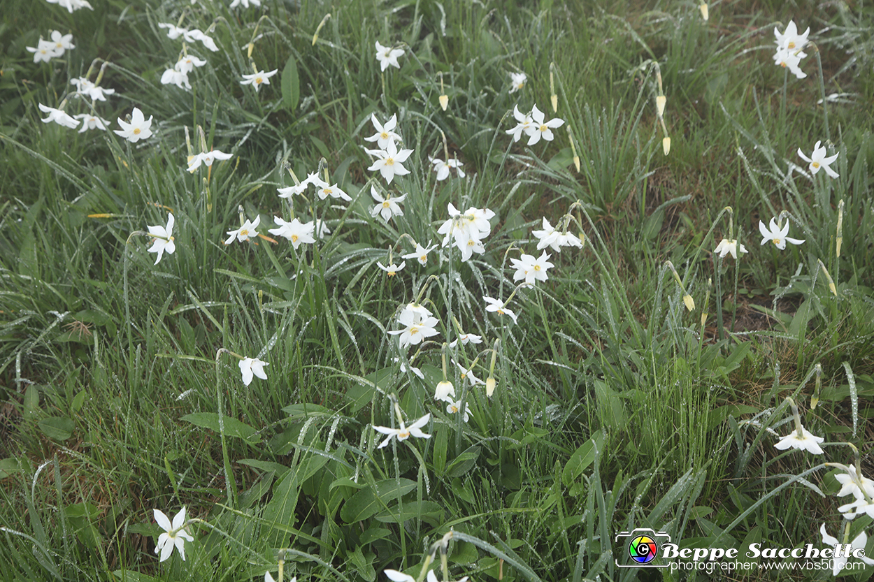 VBS_1184 - Fioritura narcisi a Castelnuovo Nigra 2023.jpg